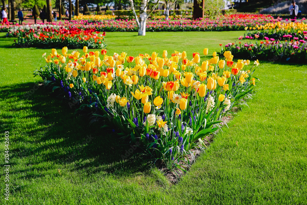 Keukenhof in Holland