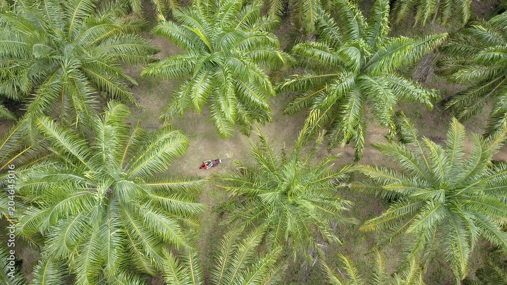 航空：驾驶摩托车在棕榈油种植园上空飞行。