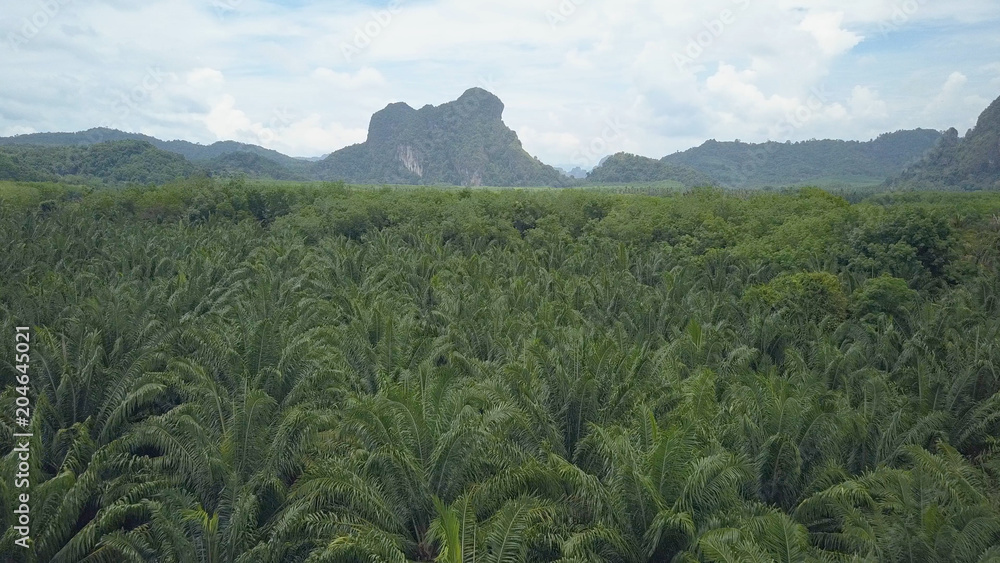 空中飞行：飞越一个棕榈油种植园，该种植园横跨整个景观。