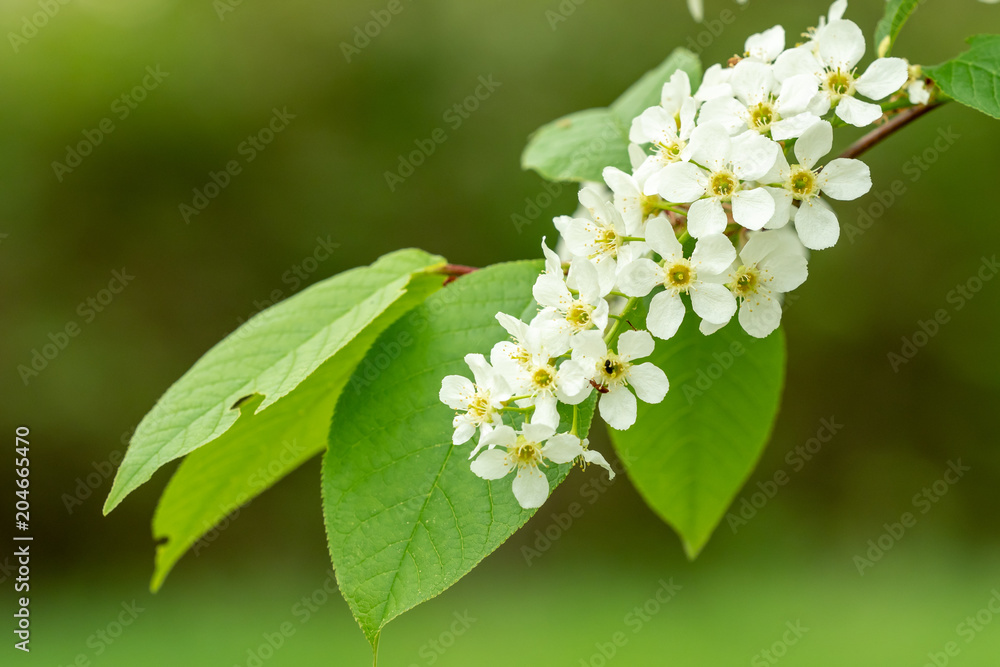 花园里有白花的树枝