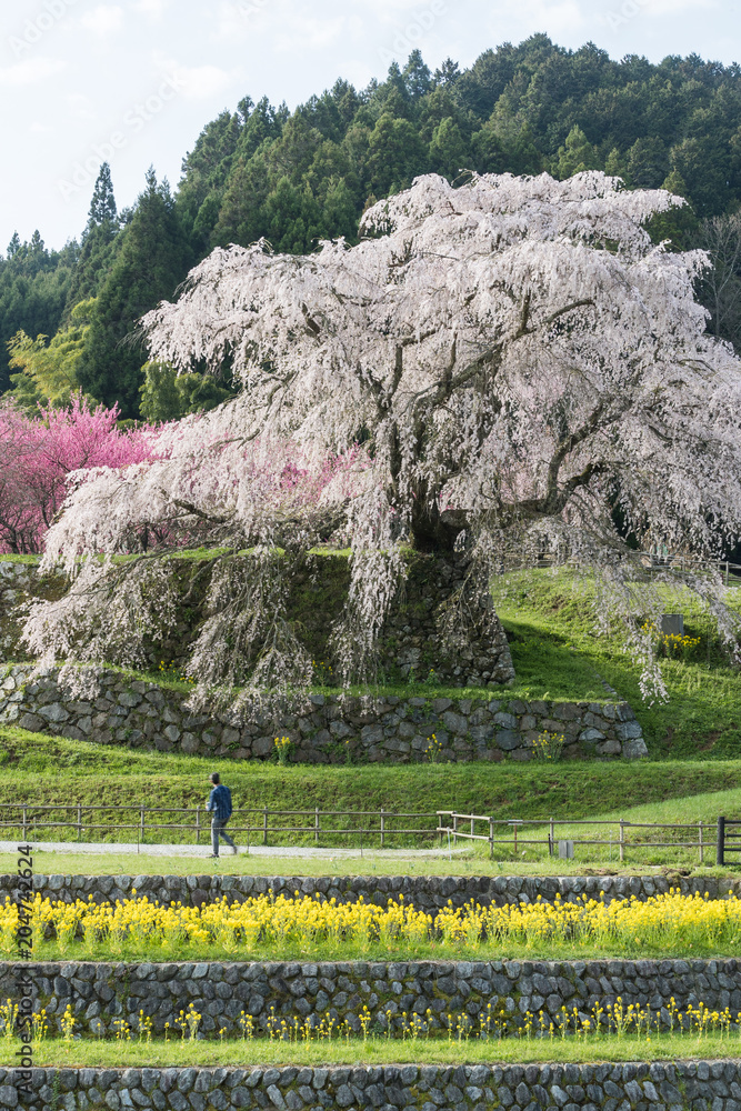 Matabei sakura，种植在奈良县宇田市洪果地区的受人喜爱的巨型悬垂樱花树