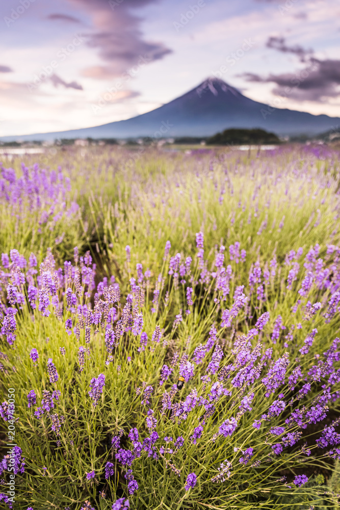 夏季和谷湖富士山和薰衣草田的景色