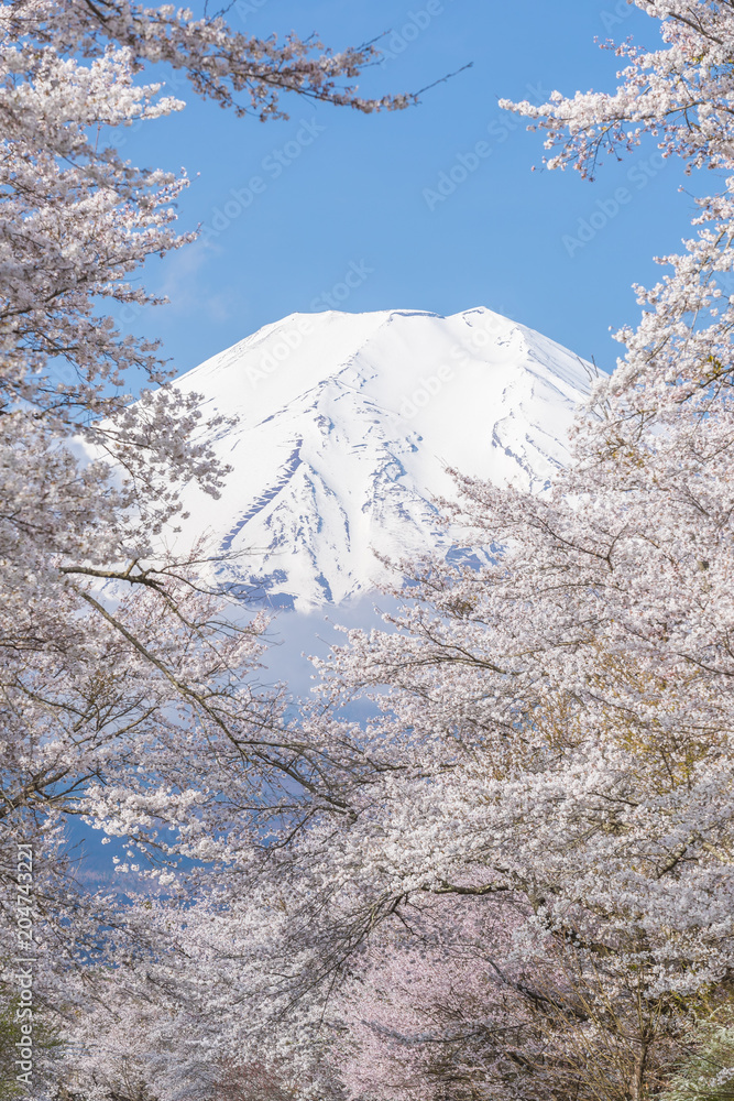 Oshino Hakkai的樱花树和富士山在春季