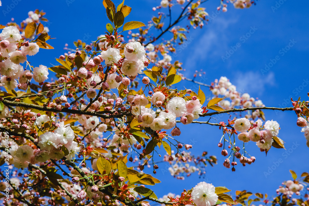 Frühlingsblühen - weiße Blüten und Sonnenlicht im Himmel