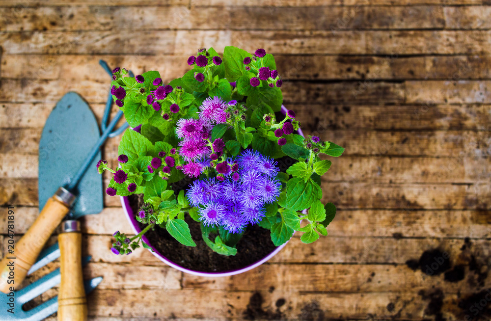 Potted flower and gardening tools