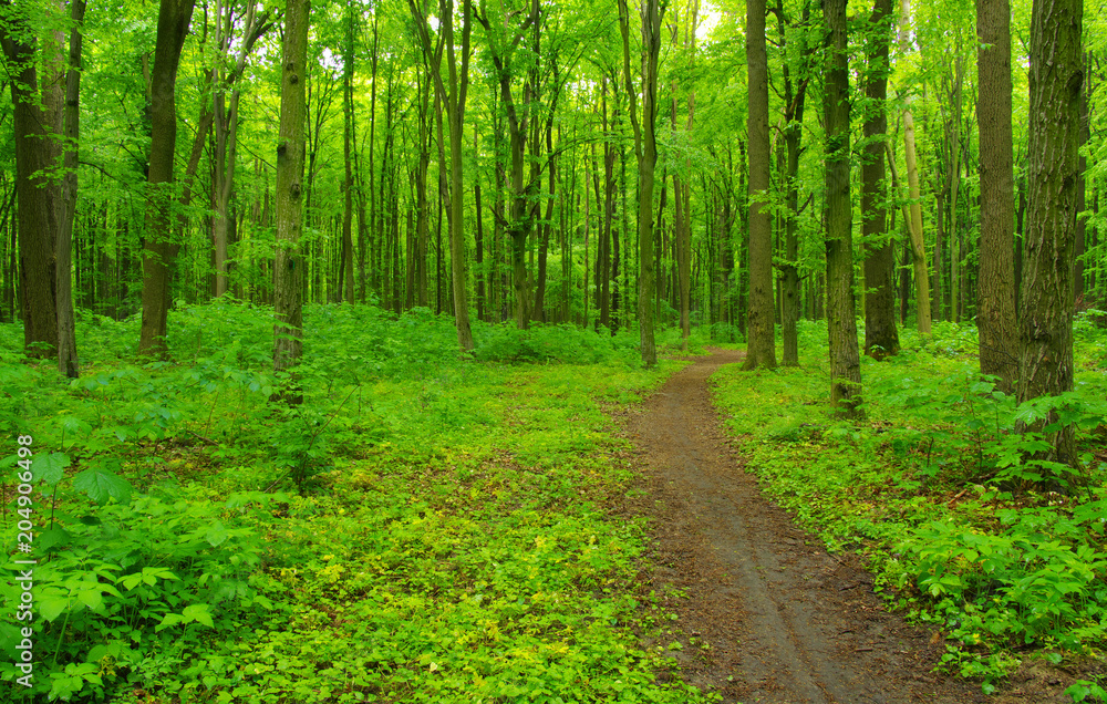 Green forest and path