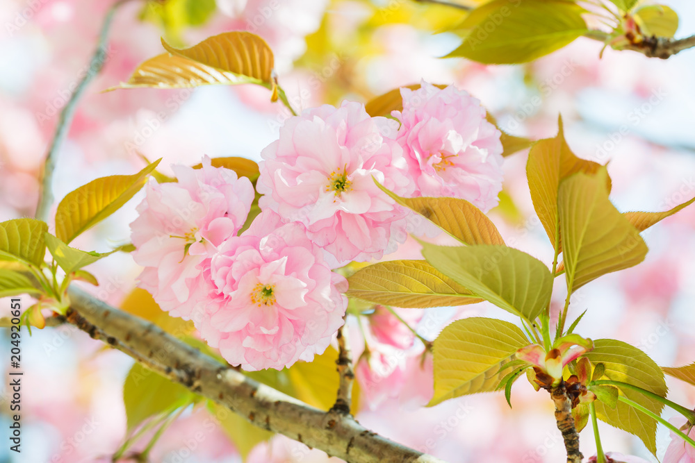 満開の八重桜