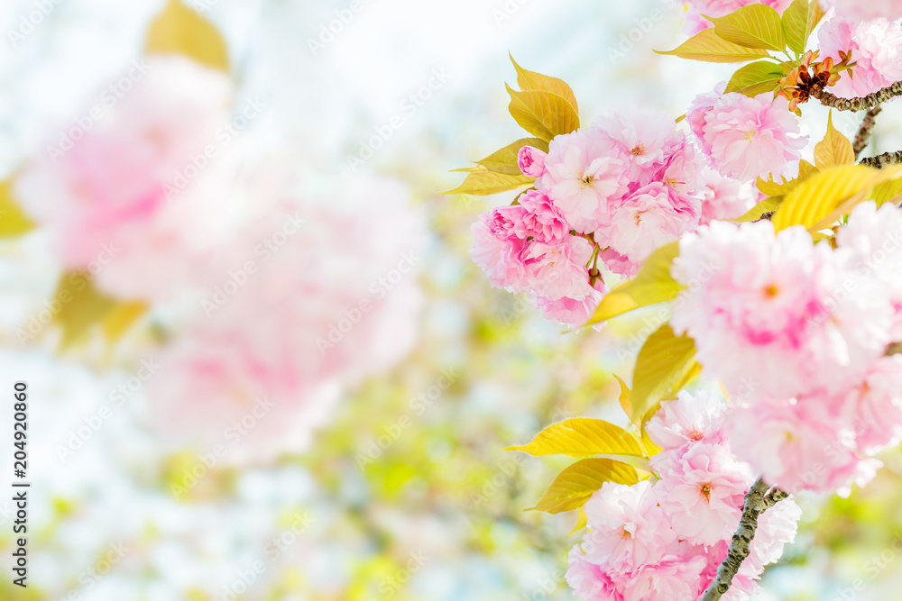 満開の八重桜