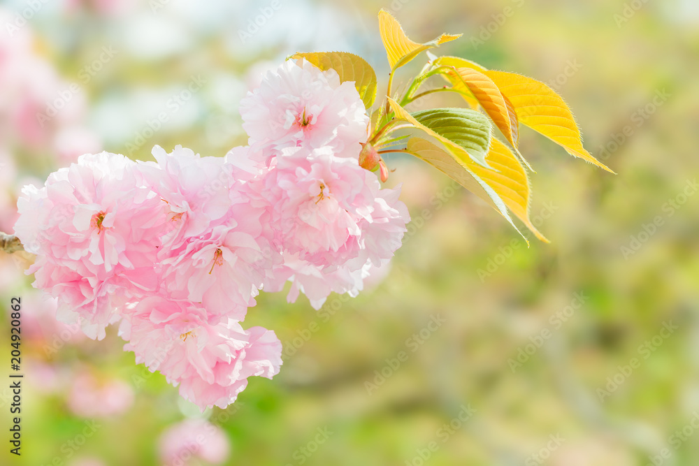 満開の八重桜