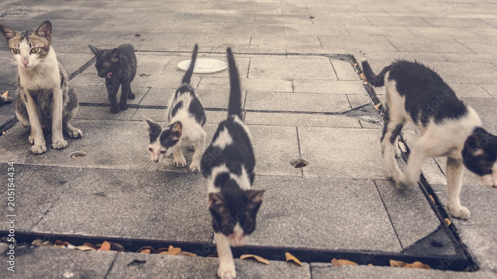 一群可爱的流浪猫和小猫