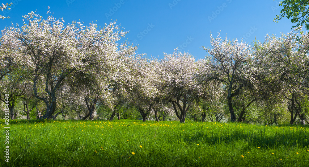 苹果树