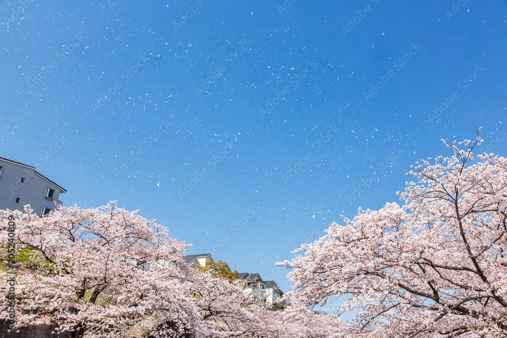 満開の桜