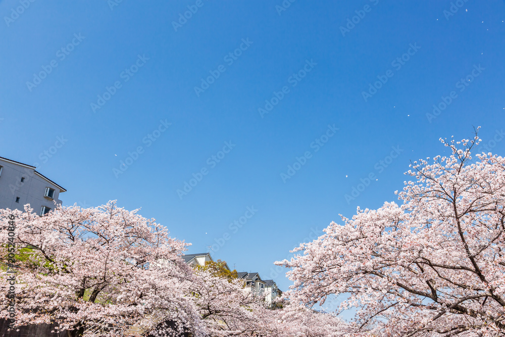 満開の桜