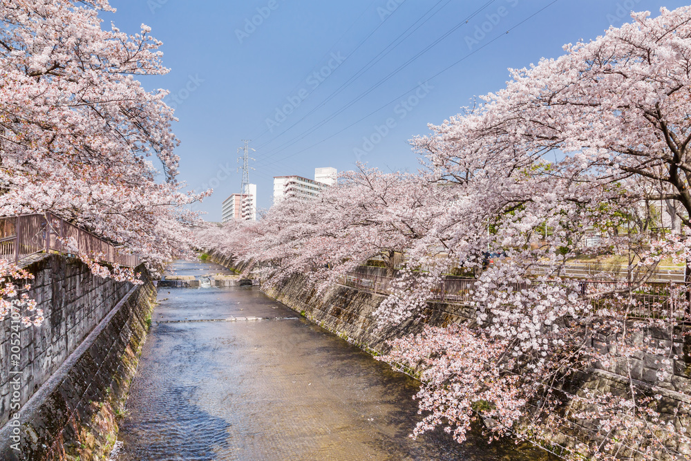 川沿いに咲く満開の桜