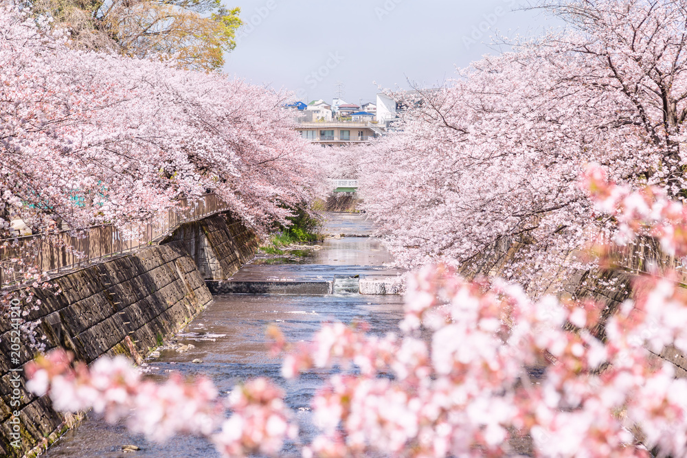 川沿いに咲く満開の桜