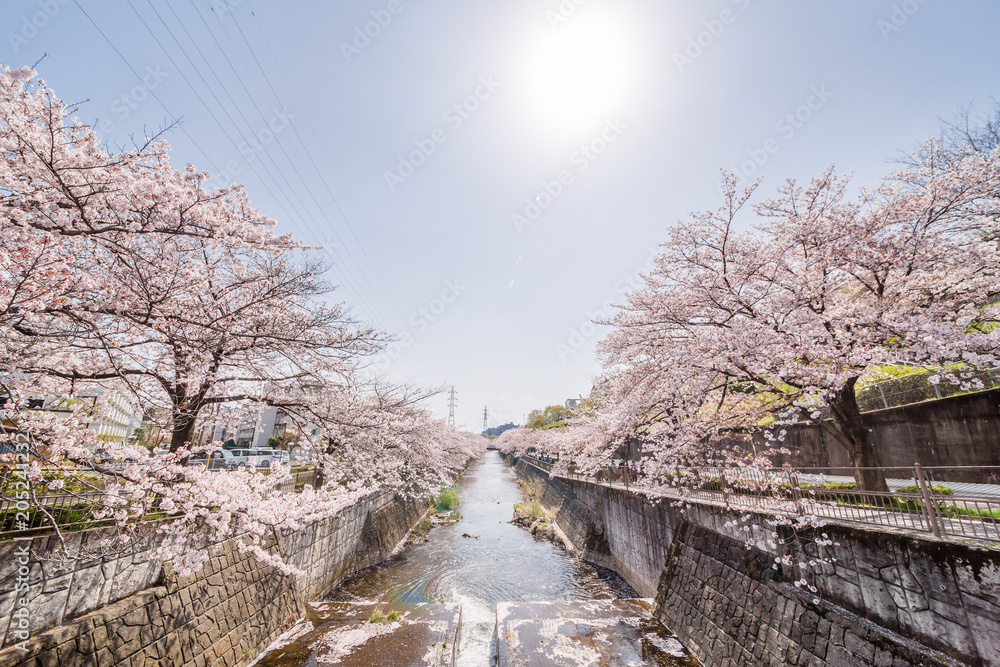 川沿いに咲く満開の桜