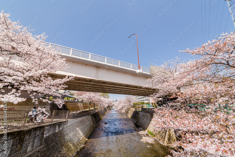 川沿いに咲く満開の桜