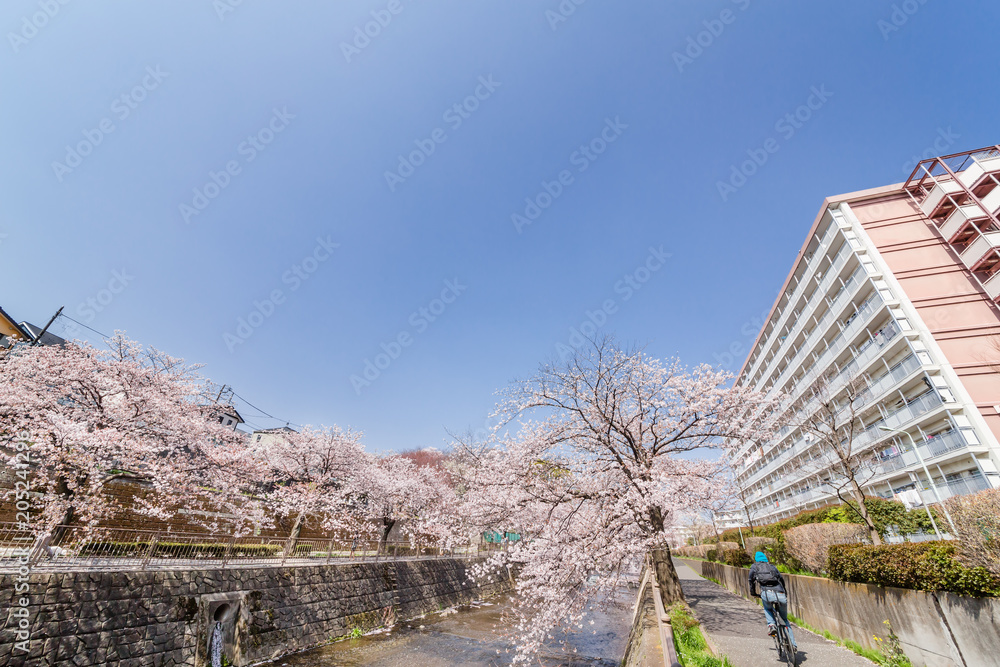 川沿いに咲く満開の桜