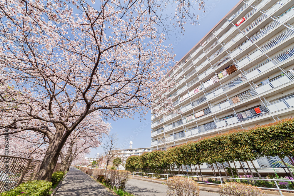 満開の桜