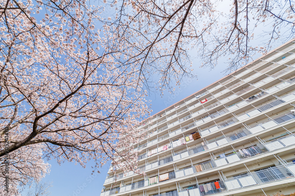 満開の桜