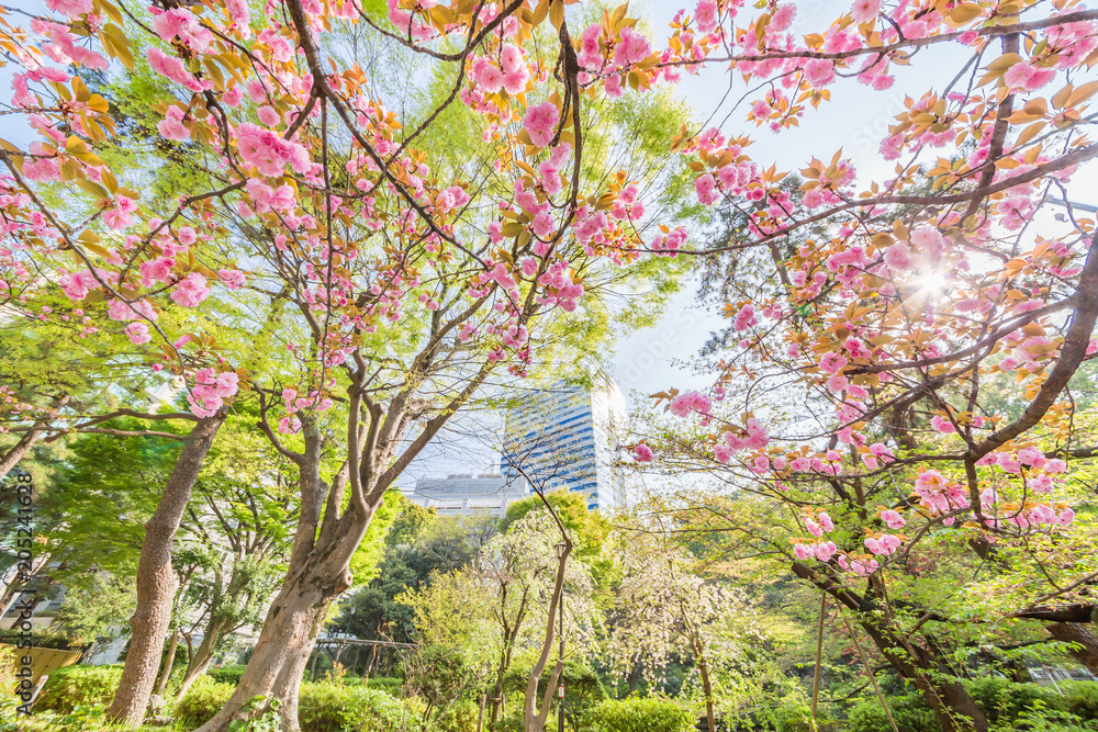 都会の桜