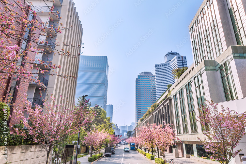 都会の桜