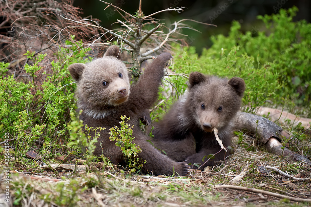 Wild brown bear cub closeup