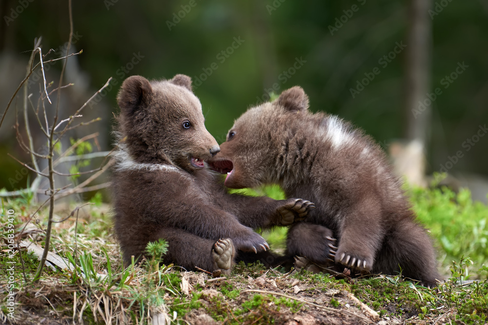 Wild brown bear cub closeup