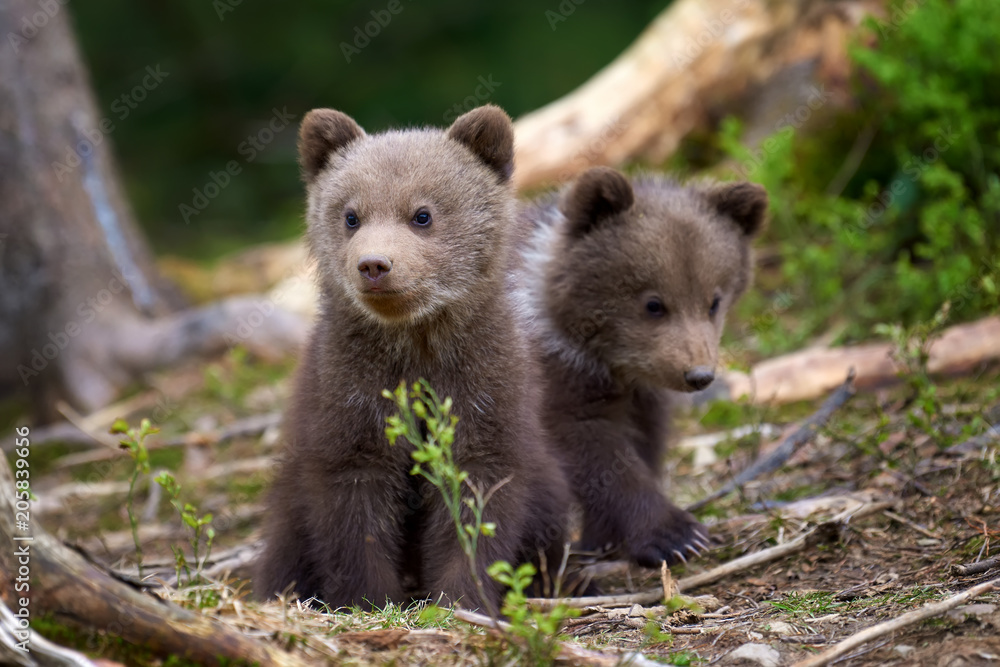 Wild brown bear cub closeup