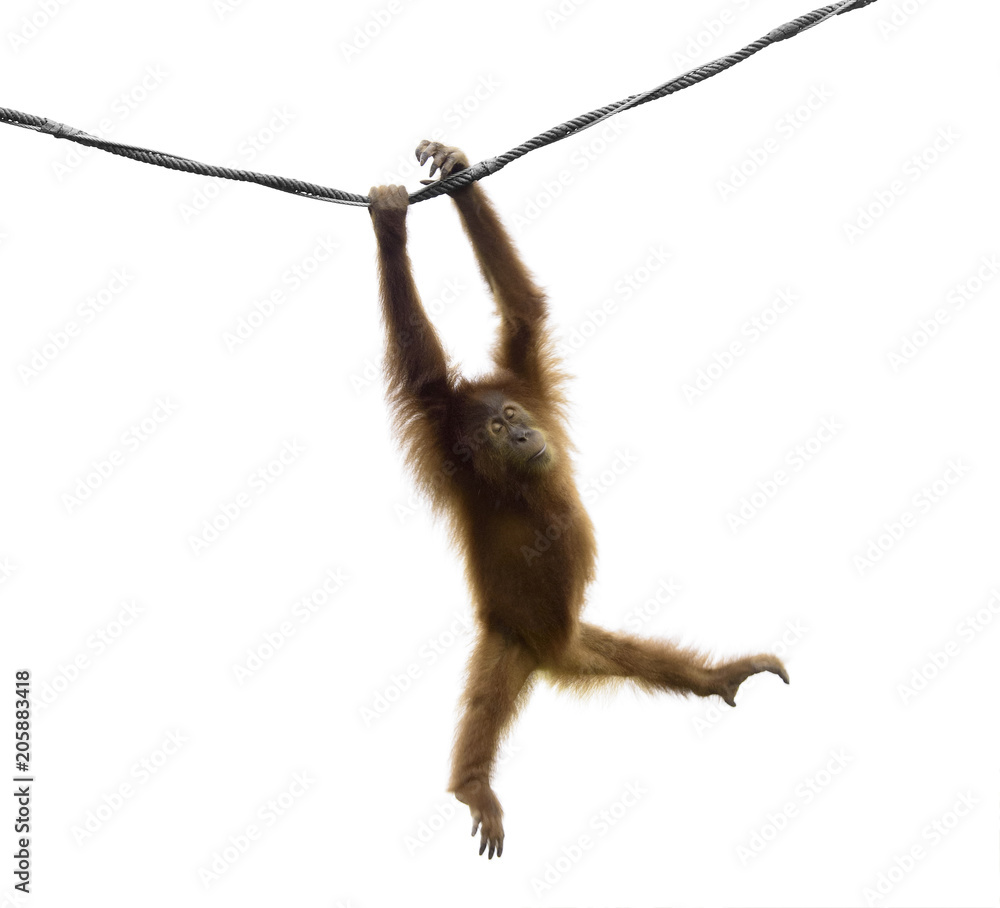 Baby orangutan swinging on rope in a funny pose isolated on white background