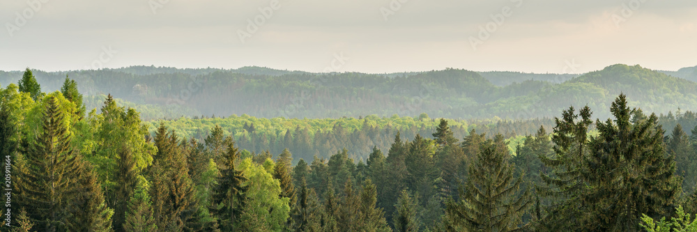 瑞士萨克森山脉森林全景