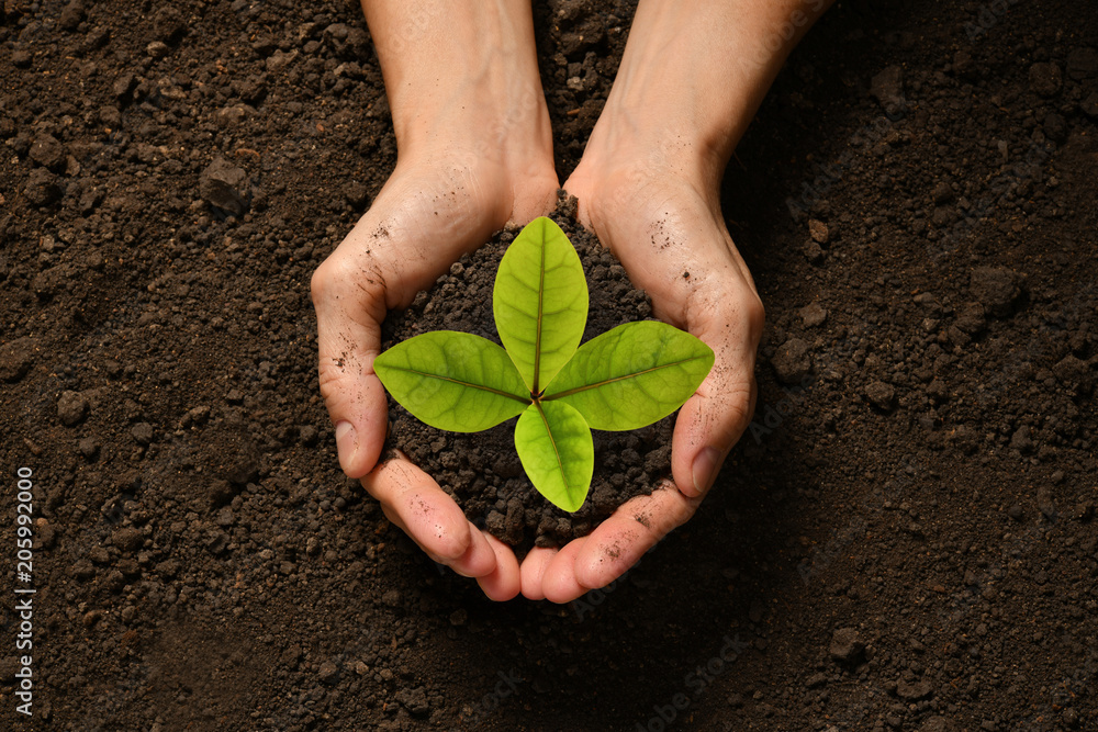 Hands holding and caring a green young plant