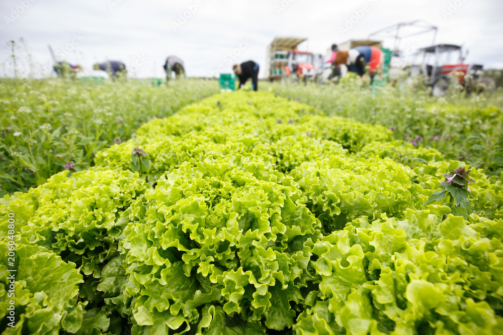 Group of workers cutting, picking and packing lettuce