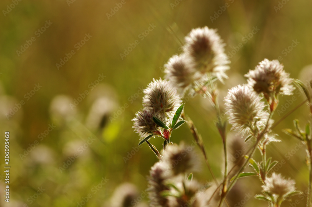 夏季开花草