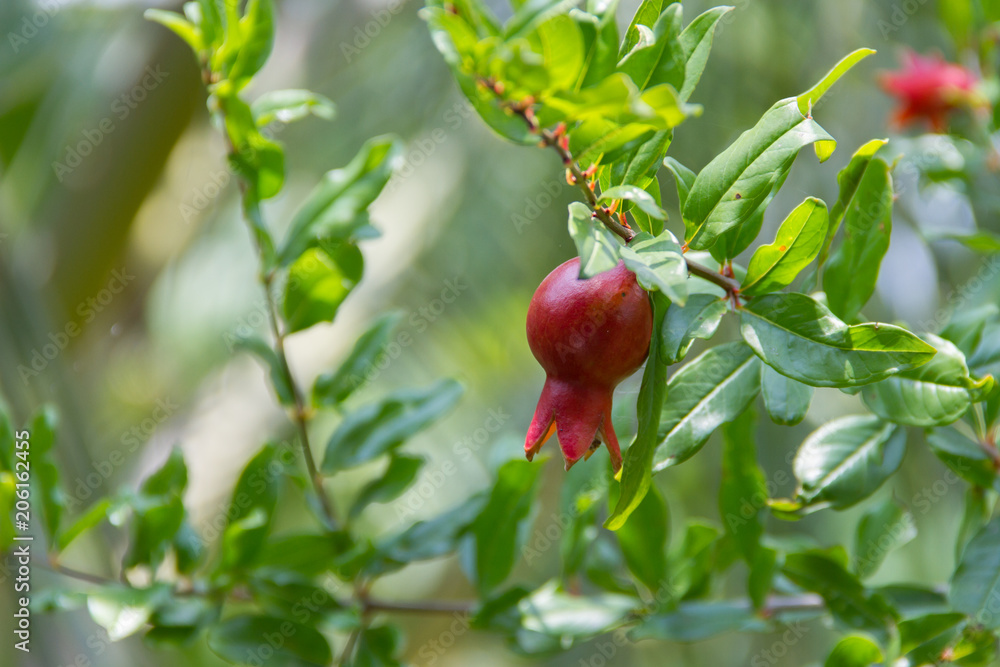 Pomegranate on the tree