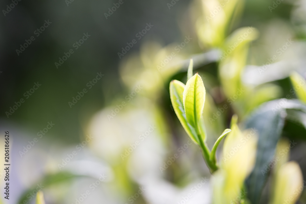 阳光下种植园的茶叶。