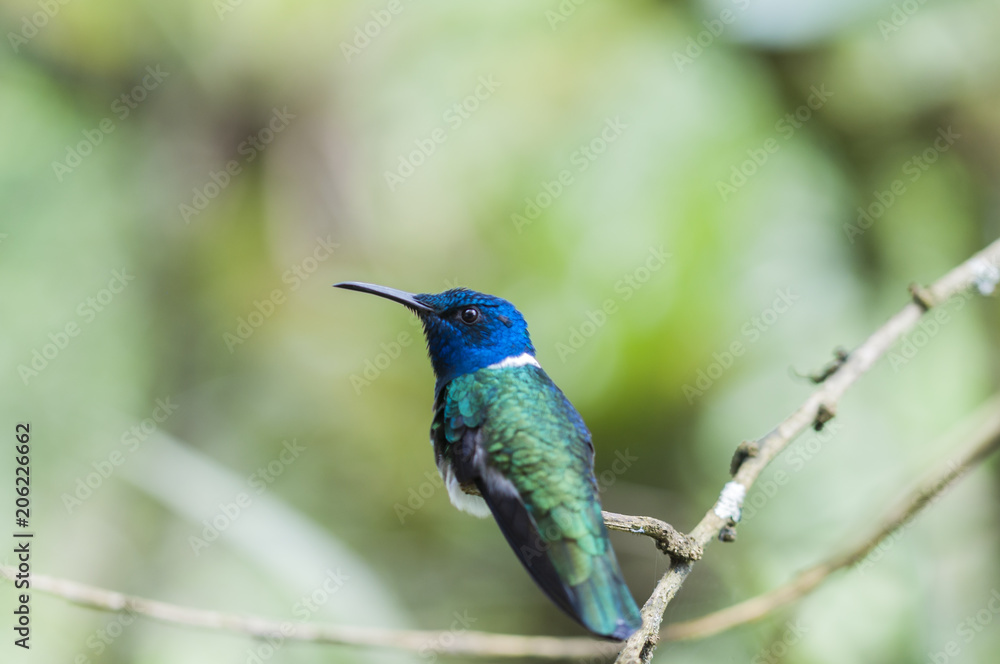 蓝蜂鸟（Trochilidae）坐在树枝上
1972171151,新鲜菠萝在街头美食中很美味