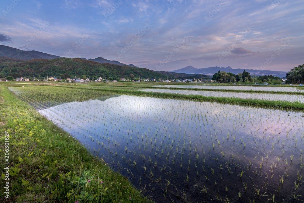 日本的稻田