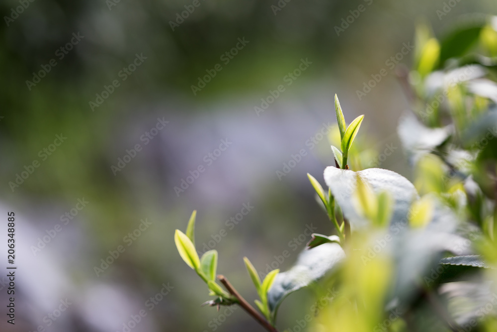 阳光下种植园的茶叶。