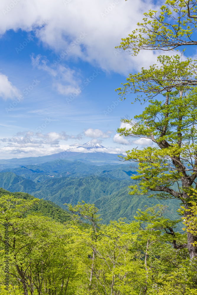 新緑の木と富士山