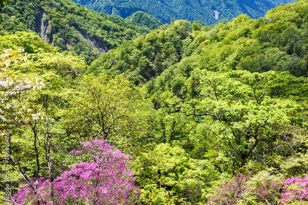 新緑の山