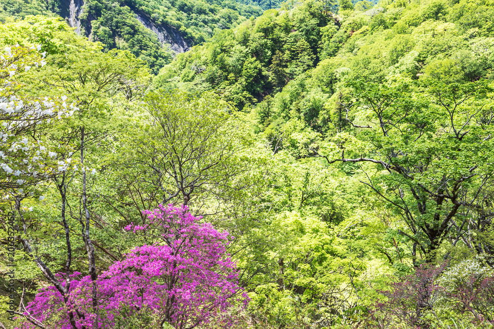 新緑の山