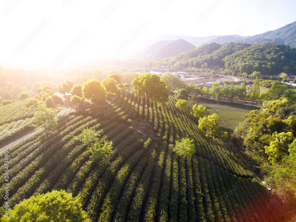 Tea Plantation On The Mountain From Aerial View with sunshine