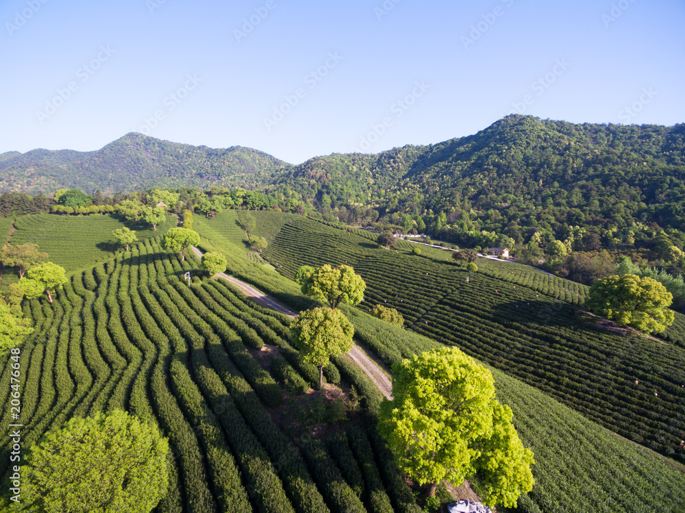 Tea Plantation On The Mountain From Aerial View with sunshine