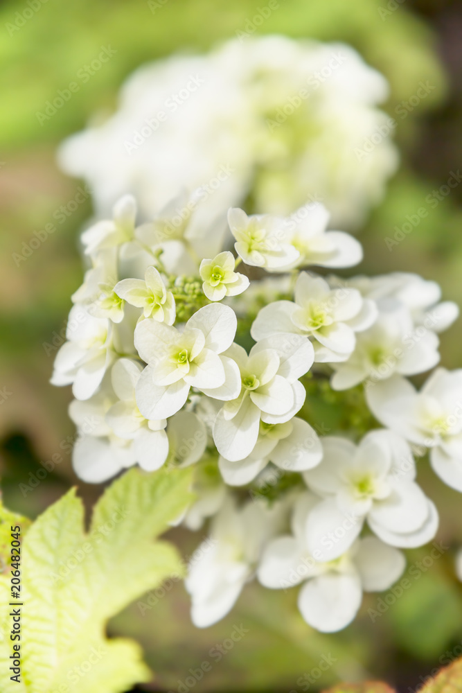 可愛い紫陽花の花