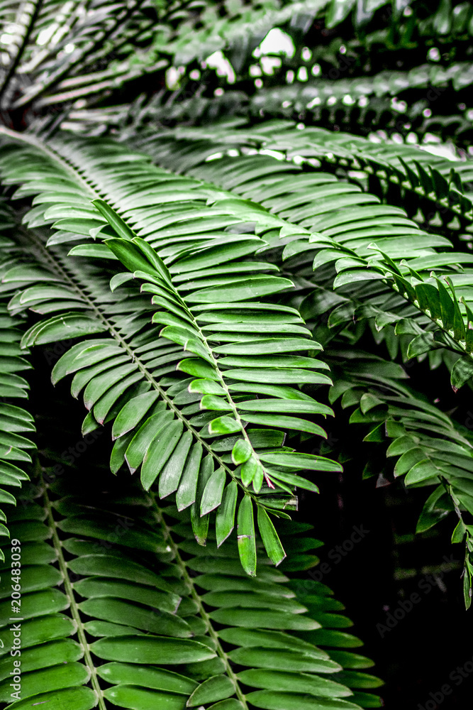 exotic green plant leaves closeup in greenhouse