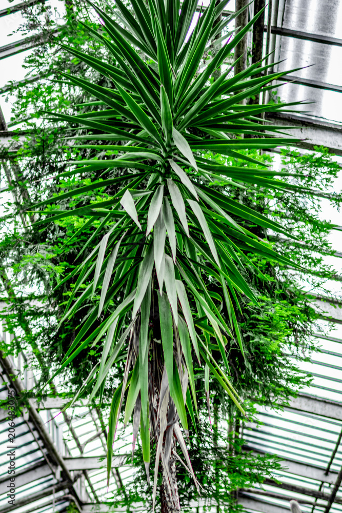 old orchard-house indoor with exotic green plants