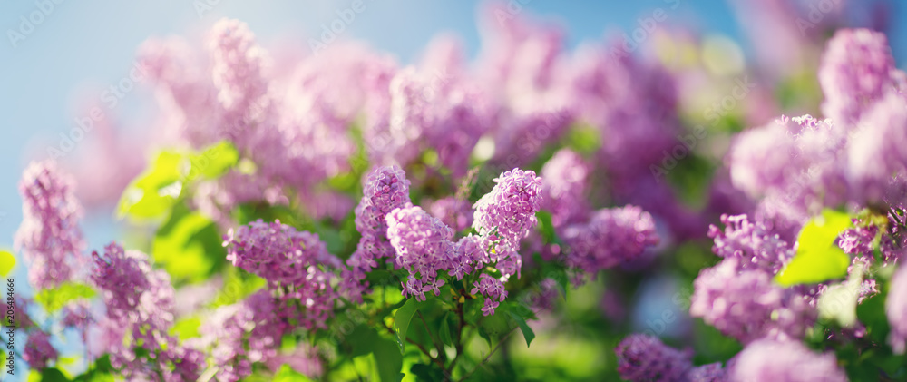 丁香花在户外绽放。阳光明媚的日子里，春天的花朵背景