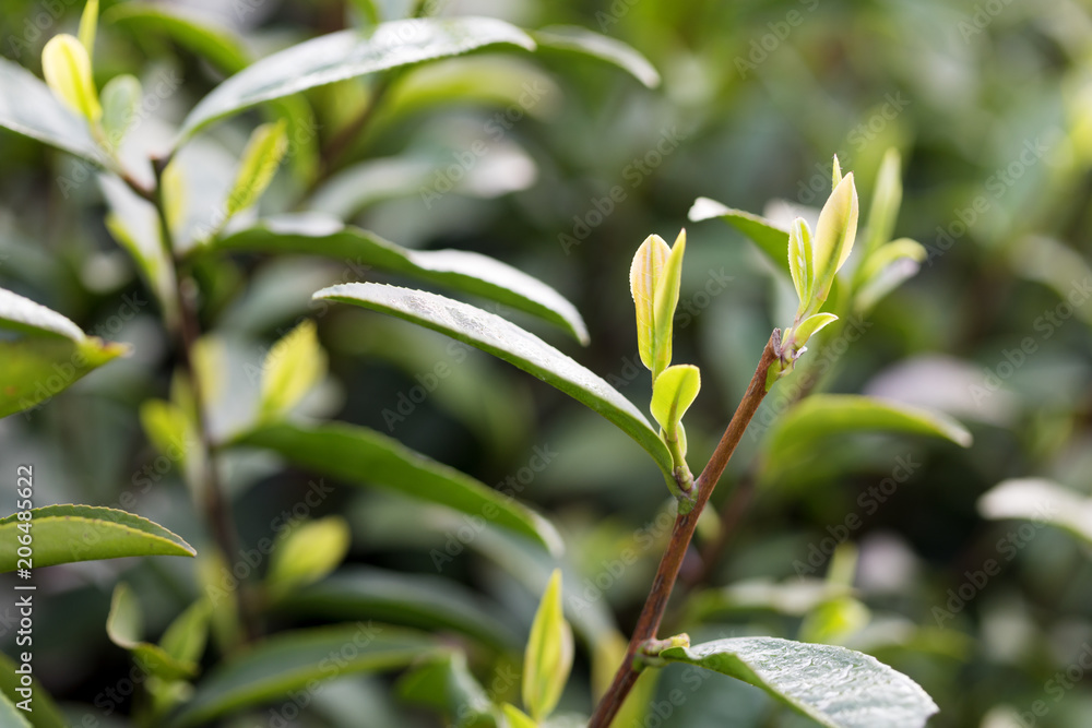 Tea leaves at a plantation in the beams of sunlight.