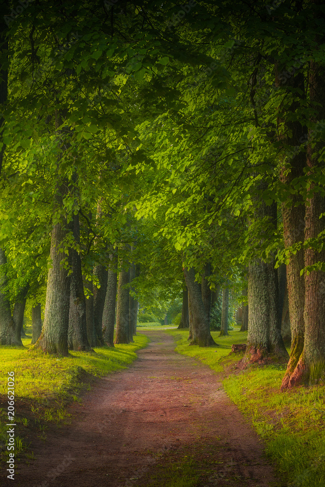 tree alley